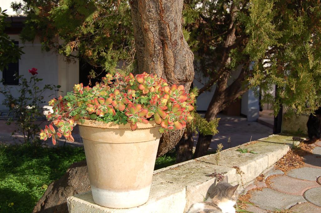 B&B Le Cicale Vieste Buitenkant foto
